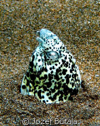 yellowspotted snake eel,haloa point,maui by Jozef Butala 